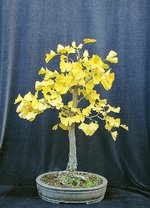 ginkgo01_201022a.jpg