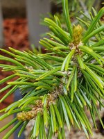 Pinus edulis.jpg