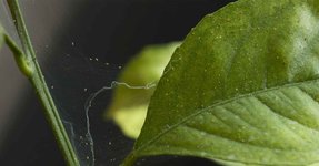 Spider_Mite-Header.jpg