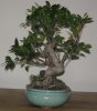 Ficus1c_small.jpg