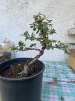 cork oak 1.jpg