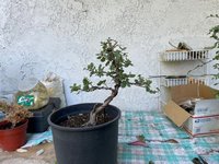 Cork oak.jpg