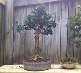 boxwood3.jpg