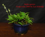 Stelis sp 2020 edit.jpg