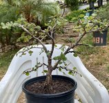 Cork oak.jpg