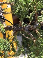 210717 Cascade Nana Sorce Pot4.jpg