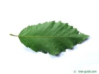 european-hornbeam-leaf-underside.jpg