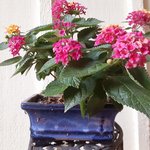 pink lantana.jpg