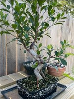 ficus basket.JPG