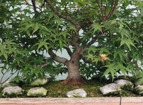 acer palmatum beni tsukasa 2021 08 04 001.JPG