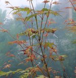 acer palmatum beni tsukasa 2021 07 12 004.JPG