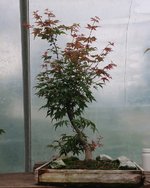 acer palmatum beni chidori 2021 07 30 (1).JPG