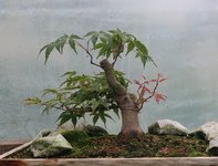 acer palmatum beni chidori 2021 07 30 (2).JPG