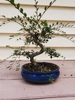 ChineseElm_20210812.jpg