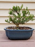 HarlandiiBoxwood_20210812.jpg