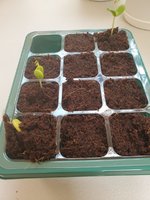 Sprouts1_20210729.jpg