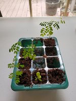 Seedlings1_20210810.jpg