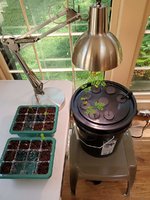 Aeroponics1_20210812.jpg