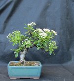 pyracantha02_210601a.jpg