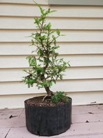 BaldCypress_20210821.jpg