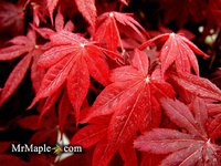 Buy_Acer_palmatum_Bloodgood_Japanese_Maple_Tree_1024x1024.jpg