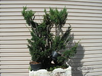 Juniper approach graft 1.JPG