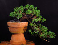 cascade_juniper_sep2021_01.jpg