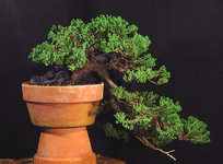 cascade_juniper_sep2021_02.jpg