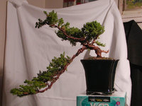 1cascade_juniper_oct2010.jpg