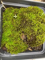 How to Propagate Your Own Moss 