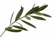 olive leaf.jpg