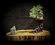 winged elm on stand 2   2021 (2).jpg