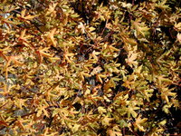 liquidambar O. Brent.jpg