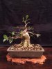 ficusshohin.jpg