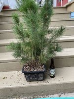 Japanese Black Pine_From seed 2018_clump.jpg