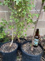 Trident Maple_2018 from seed_3.jpg