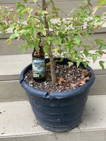 Trident Maple_2018 from seed_RM Pot.jpg