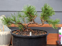 Mugo-Pinus-800-front-frm-Portrait-20211005.jpg