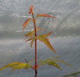 acer palmatum beni tsukasa 2019 07 24 003.JPG