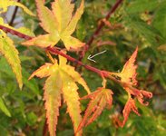 acer palmatum beni tsukasa 2019 07 24 004.JPG