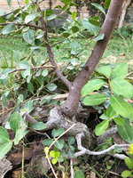 2021017_05_bonsai_buckthorn_01.jpeg