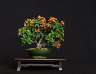 pyracantha orange S 2021 2.jpg