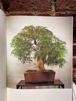 Fusazo, Takeyama - Broad Leaf Bonsai 5.JPG