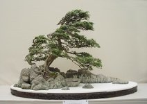 Windswept_bonsai_tree.jpg