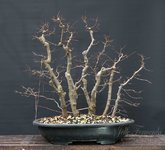 zelkova_forest_202212.jpg