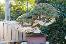 kimura-juniper-5.jpg