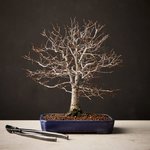 schrader_zelkova.jpg