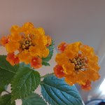 yellow lantana.jpg