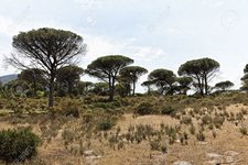 19575029-pine-forest-pinus-pinea-with-massif-des-maures-provence-southern-france-stone-pine-it...jpg