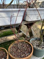 Dwarf Japanese Maple Pre Bonsai.JPG